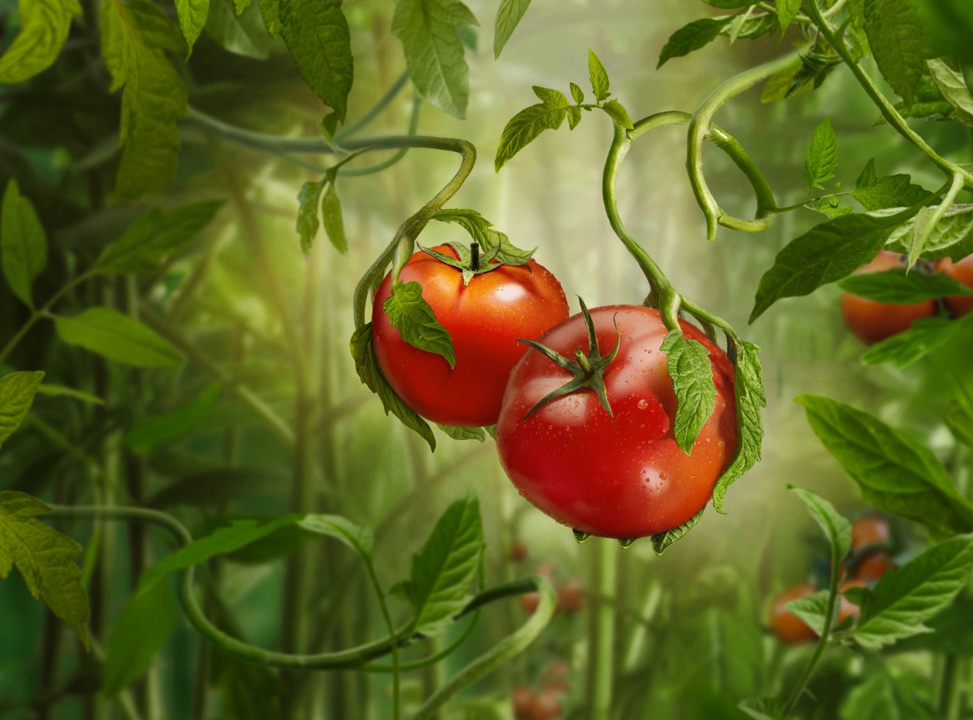 17-MIGROS1Tomato