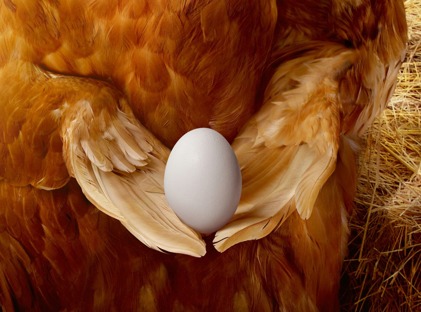 17-MIGROS4Chicken
